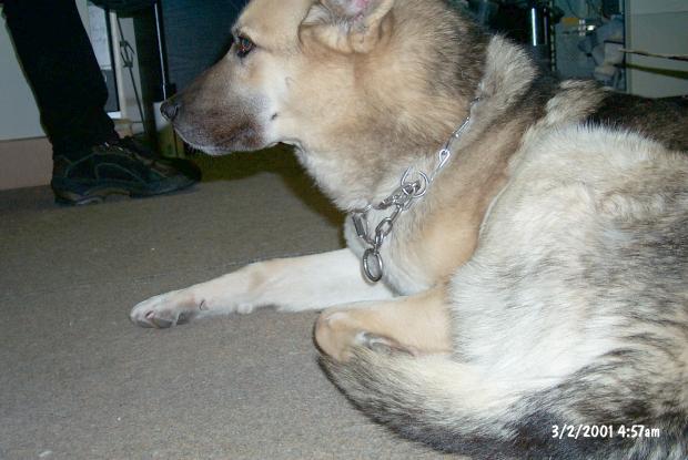 Superhund Alex !