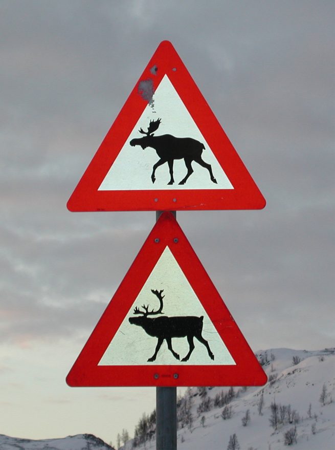 Tierischer Verkehr