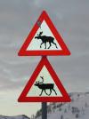 Tierischer Verkehr