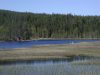 Waldsee mit Singschw�nen