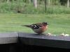 Flora und Fauna - Buchfink "Haustier"
