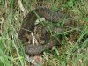 Flora und Fauna - Kreuzotter