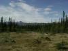 Im Wald am Fue des Jotunheimmassivs