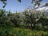 Obstblte in Lofthus
