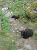 Wilde Tiere versperrten uns den Track zum Gletscher