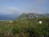 Wollgras im Wind