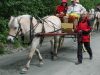 Norwegische Fjordpferdkutschenfhrerin