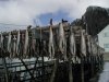Stockfische